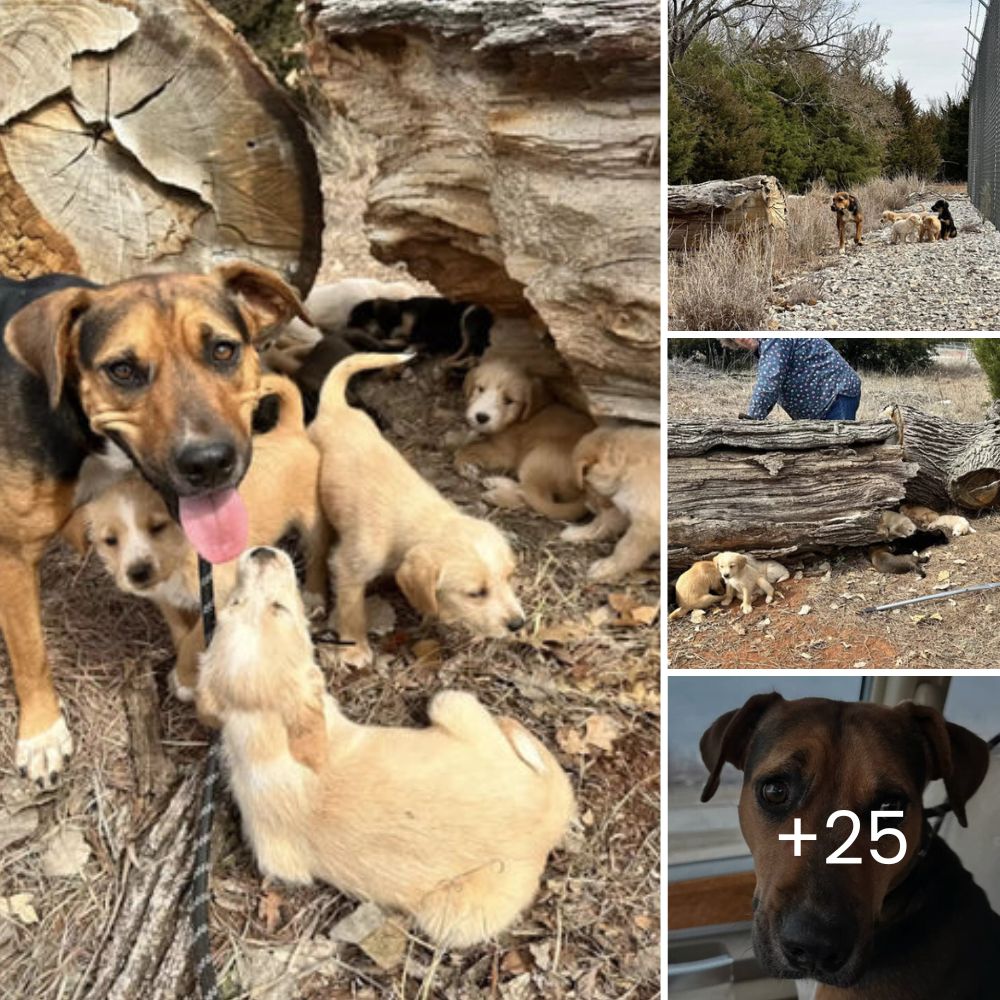 Chained and surrounded by vultures, a dog’s desperate fate takes a dramatic turn as he finds a loving home.