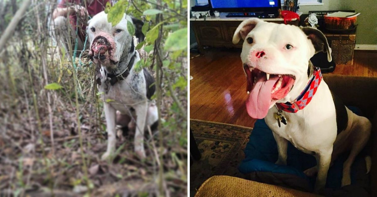 A dog who lost his nose now smiles endlessly, having found love and safety in the arms of his rescuer