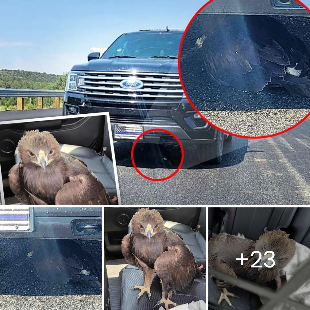 A Brave Puppy Who Lost a Leg and Fought to Survive With Her Brother Finally Finds a Loving Home