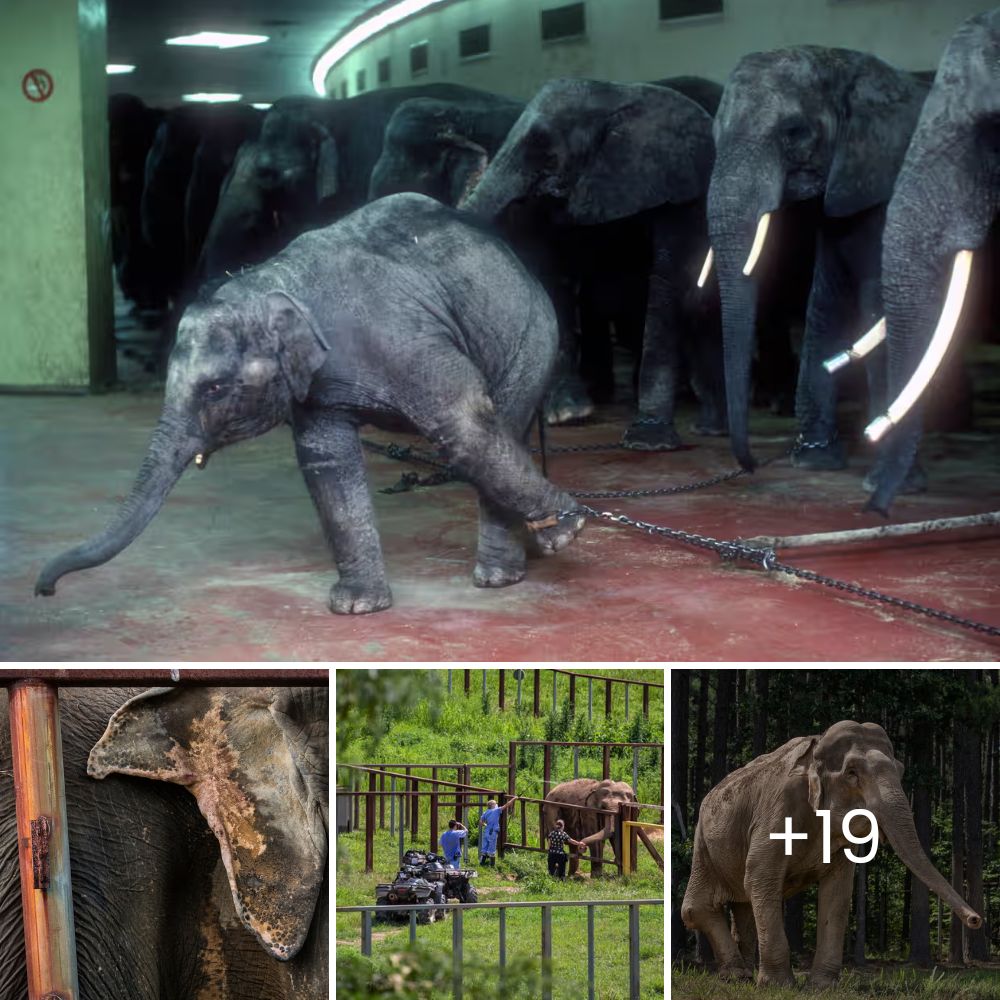 “With Her Last Strength” – A Pregnant Dog Fights Desperately to Reach Safety in an Abandoned Yard Before Giving Birth