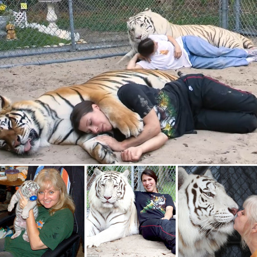 Meet the Woman in Florida who keeps two 1,000 pound tigers and treats them like normal pets by petting, cuddling and even sleeping with them