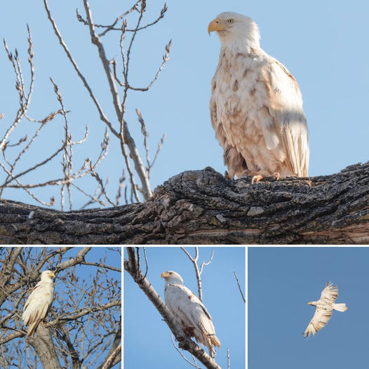 You are ᴜпіqᴜe in the world! An extremely гагe and beautiful albino