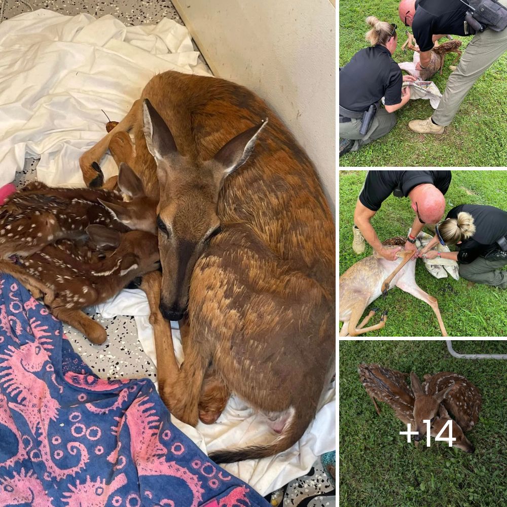 ‘Where Are We, Mother?’—Orphaned Baby Animal Clings to a Traffic Cone, Desperately Mistaking It for Her Lost Mom