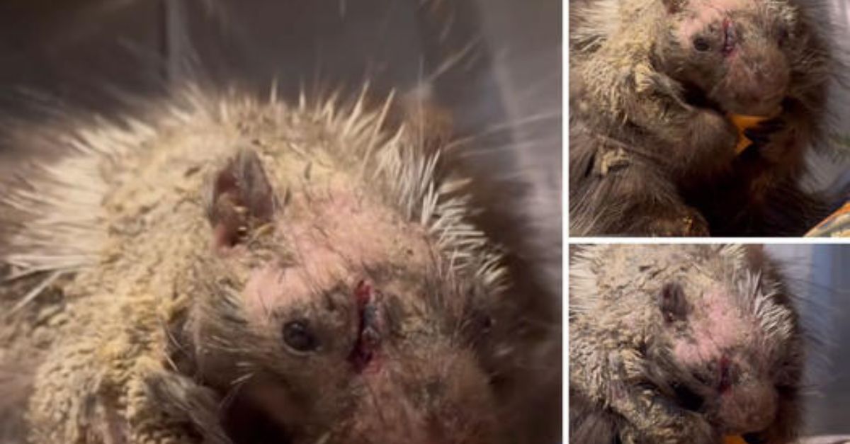 Amor Incondicional: Perra Exhausta se Duerme Cuidando a Sus Cachorros, Mostrando que el Instinto Maternal No Tiene Límites