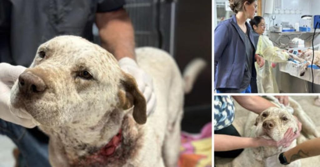 “I Have a Bobcat in My Car!” Bobcat Miraculously Survives a 50Mile