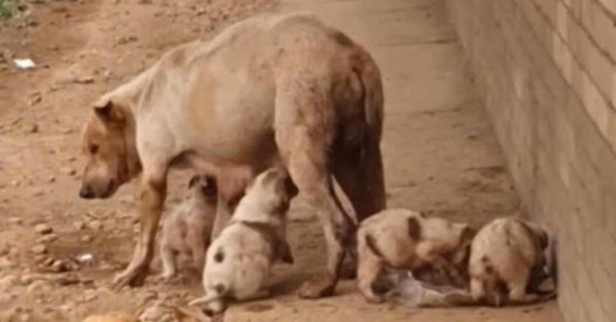 “Please don’t do this anymore!” – Exhausted and heartbroken, an elephant calf collapses while tied to its mother, forced to give rides to tourists in Thailand