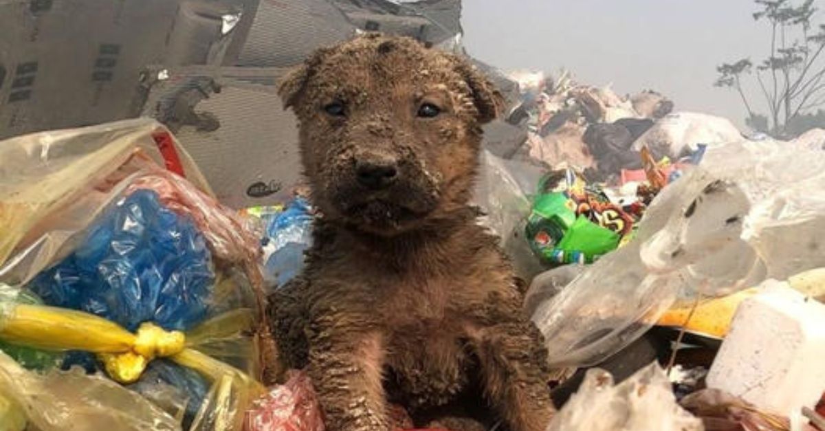 The Heartbreaking Tale of an Abandoned Puppy Who Still Waits, Hoping for a Family That Will Never Return