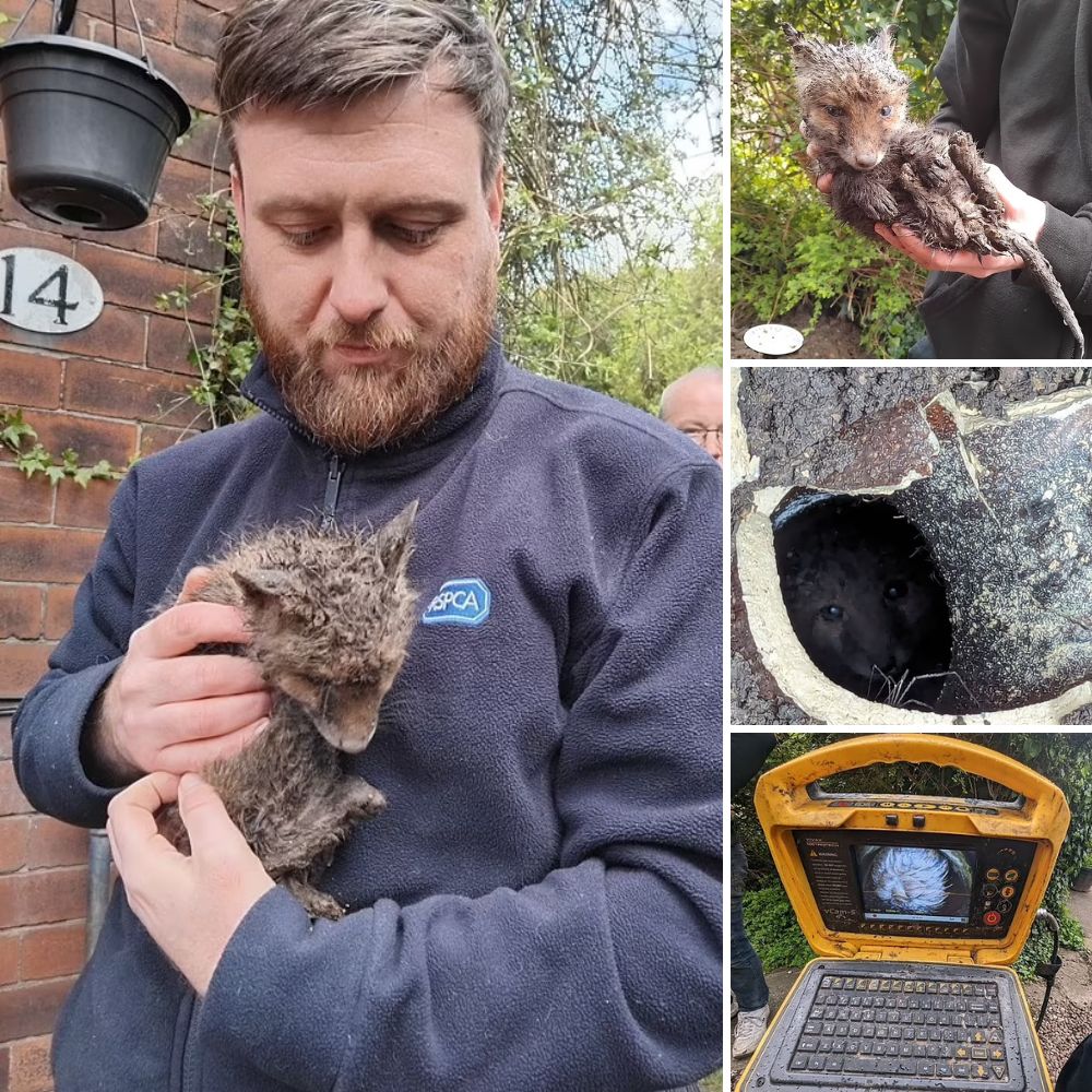 “Finding Comfort Together” — Rescued Raccoon Gently Soothes Orphaned Baby Deer, Offering a Touch of Warmth After Her Mother’s Loss