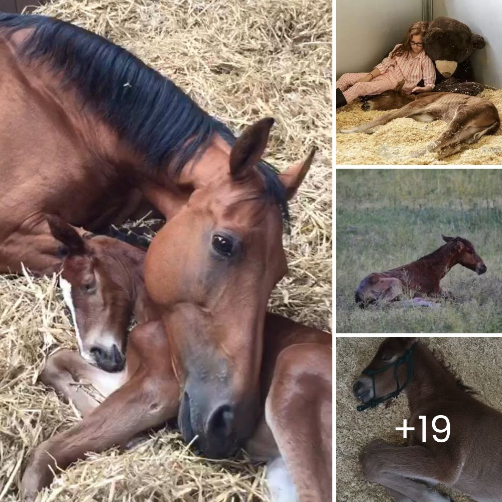 Un Viaje de Amor: El Hombre que Recorre México con su Carrito, Salvando Perros Callejeros y Tocando Corazones