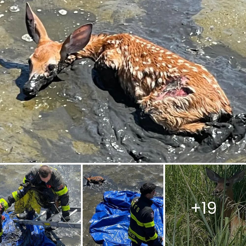 After nine years of neglect, a forgotten dog finally feels love and kindness, finding hope in her final days