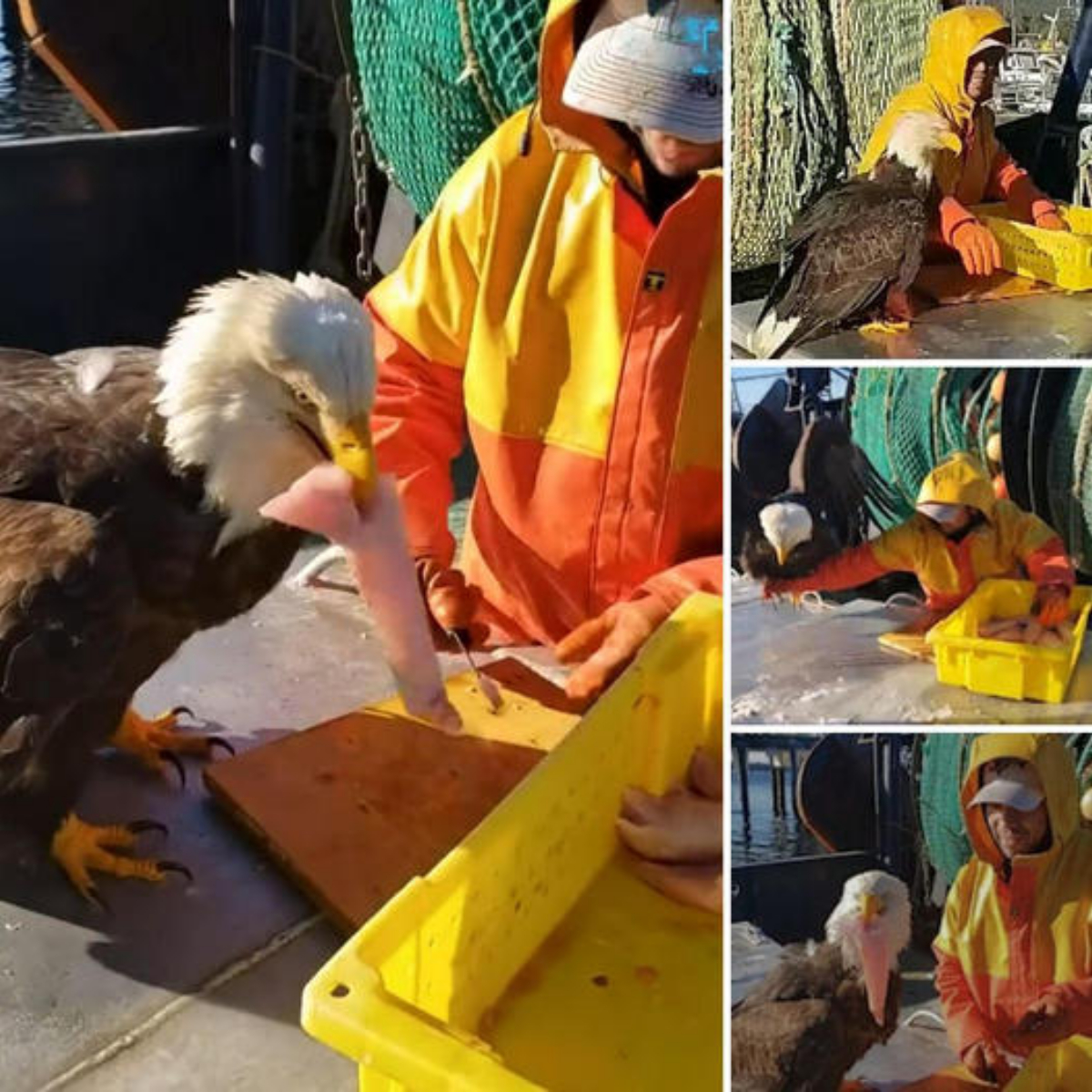 Special Guest—A һᴜпɡгу eagle landed on a fisherman’s boat and shared a meal in the middle of the ocean.video