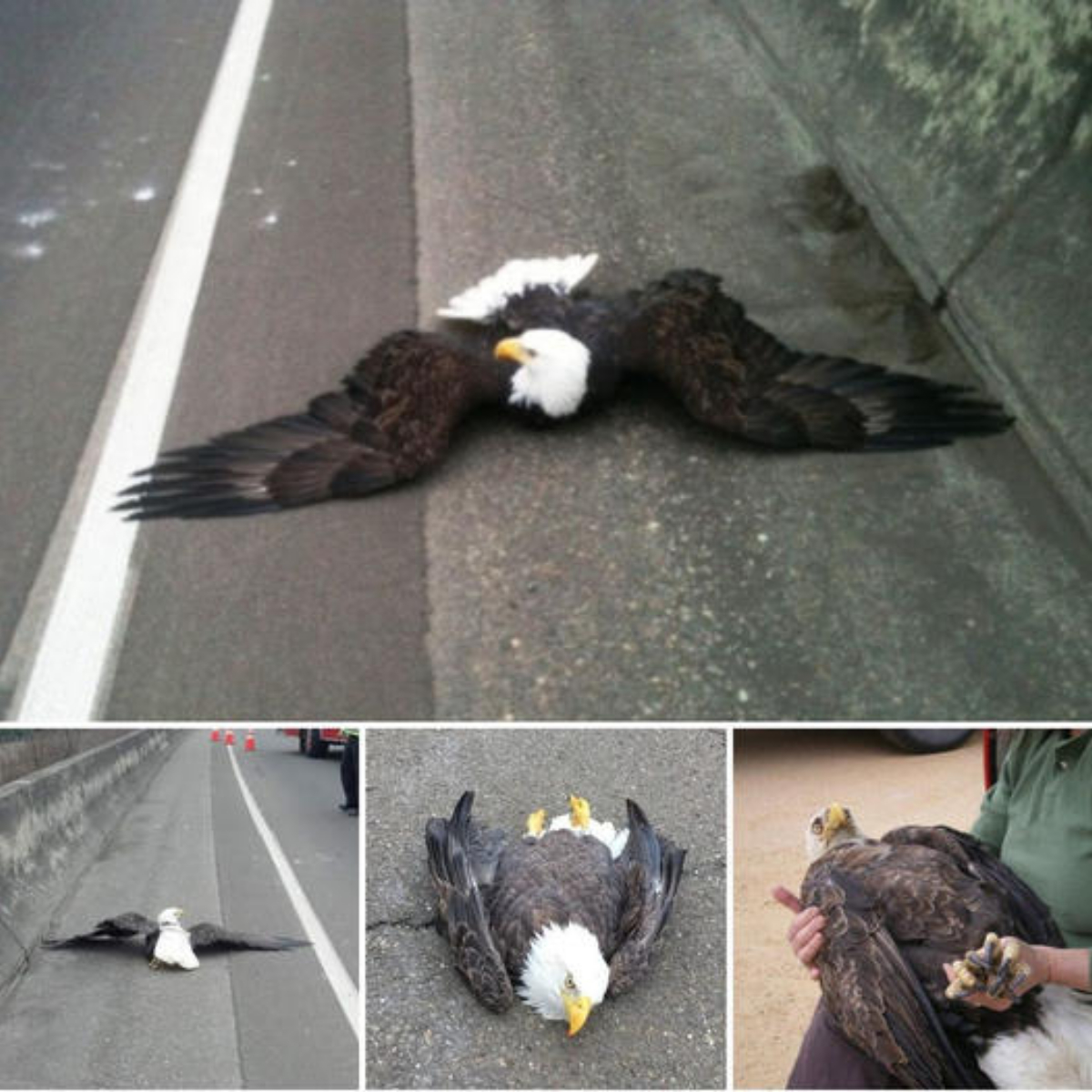 Amigos inseparables, luchan con todo su corazón para ser adoptados juntos y nunca más ser separados, compartiendo un amor inquebrantable