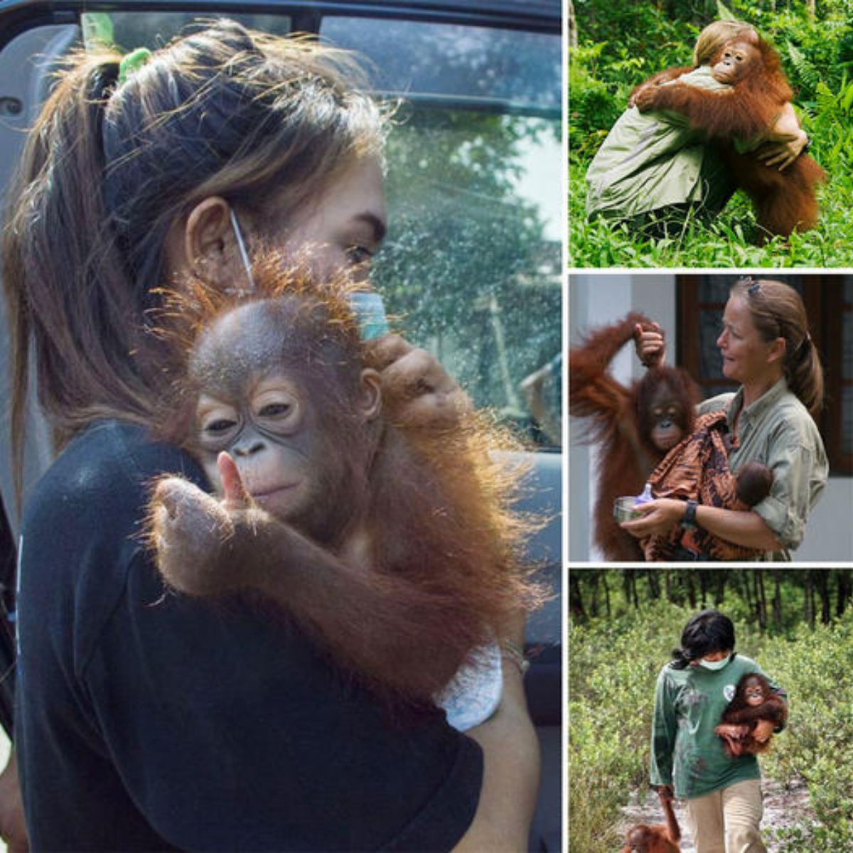 Life-or-deаtһ Journey: Rescuing the Chimpanzee from the сɩᴜtсһeѕ of һᴜпteгѕ