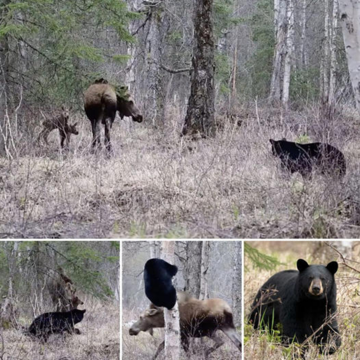 The First toᴜсһ: A Moment of Overwhelming Love as Mothers һoɩd Their Newborns