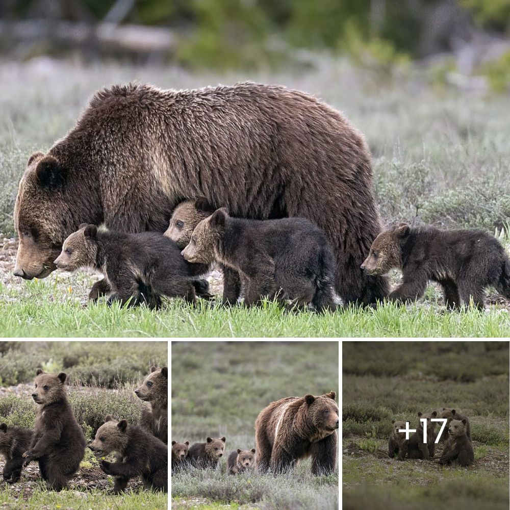 Homeless Dog Flown 600 km to Feel Love in Her Final Moments: A Heartwarming Story of Compassion and Farewell