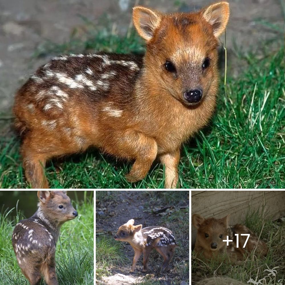 Una Prueba Desgarradora: Perrito Abandonado en un Bosque Helado Enfrenta un Encuentro Aterrador con Lobos Salvajes