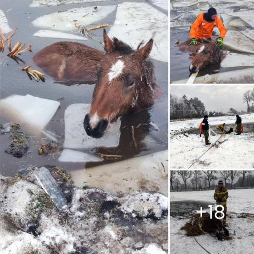 “Stop fighting, I can help” – Tangled Deer Saved from Drowning in a Heart-Wrenching Rescue, Grateful for a Second Chance at Life