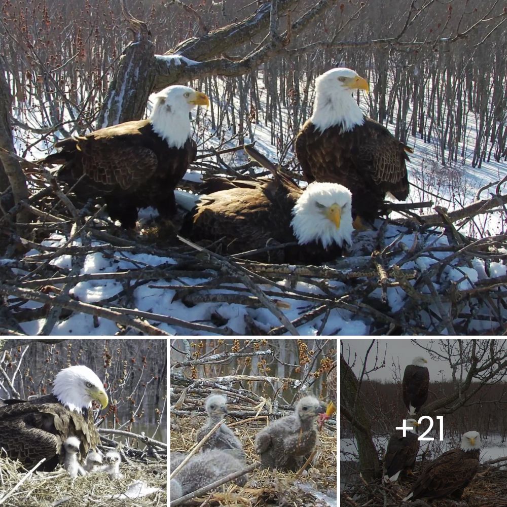 A Confused Dog, Abandoned in the Forest, Waited Helplessly for Someone to Hear His Cries and Save Him