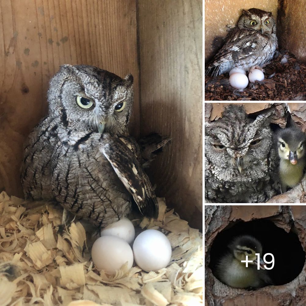 “Nadie lo quería, pero ella sí” – Mujer Valiente Adopta a un Perrito Anciano y Enfermo, Dándole un Último Hogar Lleno de Amor