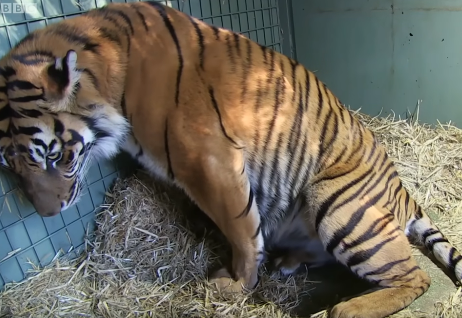 “So lonely in this world! Please be my friend” – A goat, given to a tiger as food, finds unexpected friendship instead, creating a bond that melts hearts