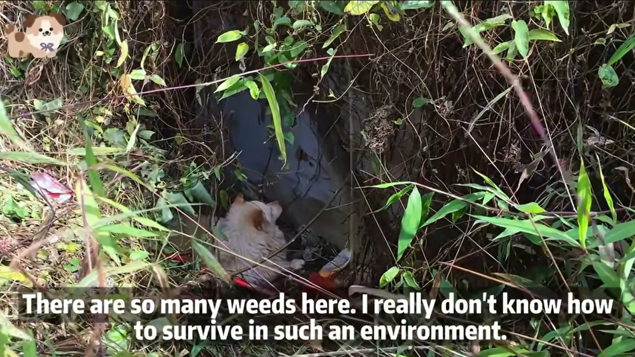 On the Brink of Death, a Fragile Baby Eagle Finds Refuge Under a Sheriff’s Car—and a Lifelong Protector in Him