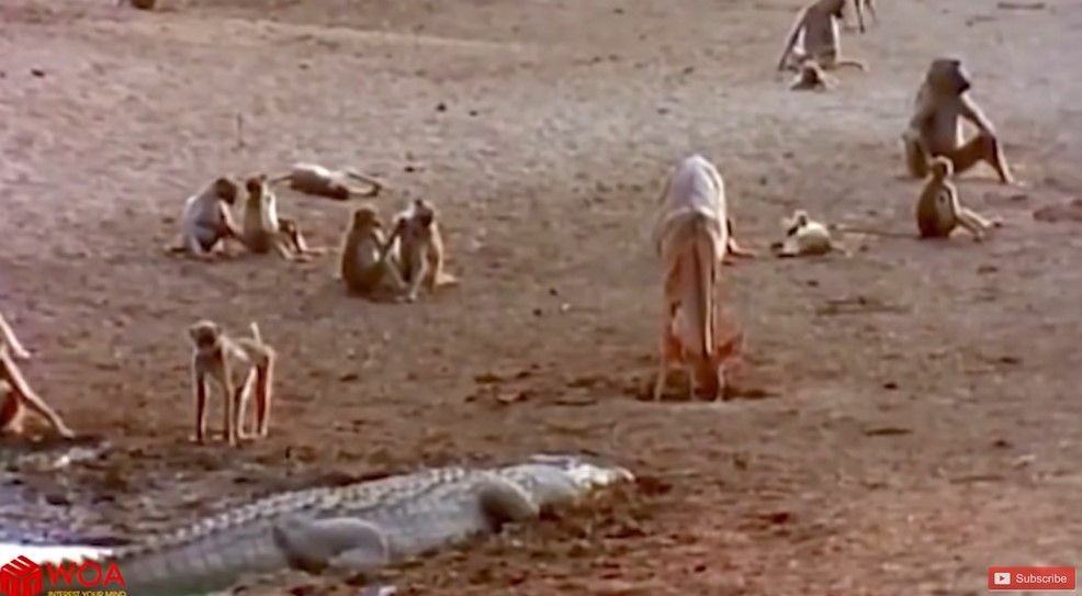 Struck 17 times while pregnant, she’s now a joyful dog, spreading love and reminding everyone of the power of forgiveness