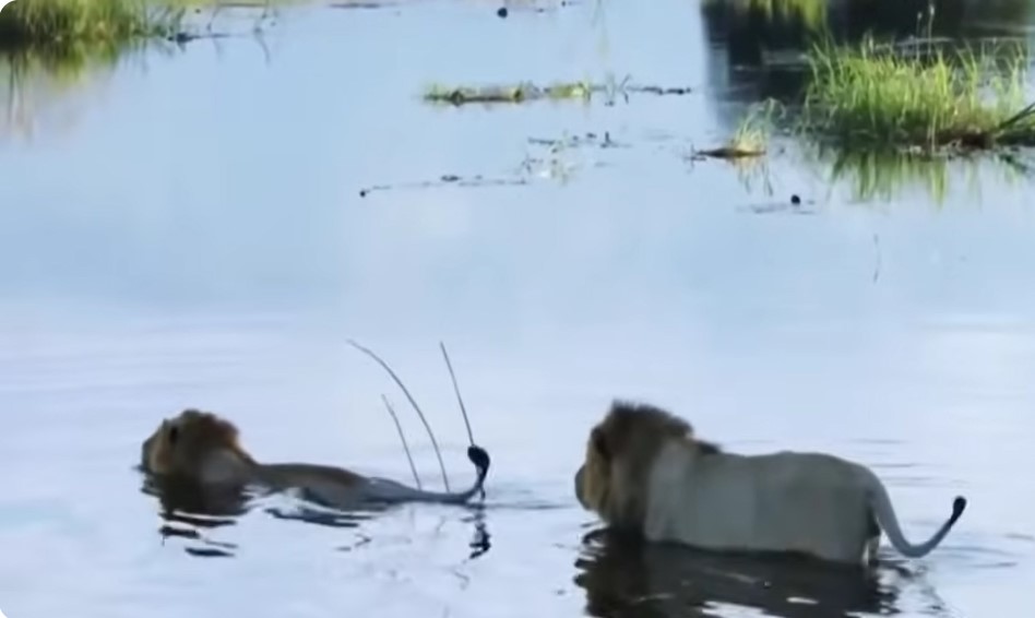 Perrito con Carita Deforme Encuentra el Amor Incondicional de una Familia que Lo Acepta Tal y Como Es