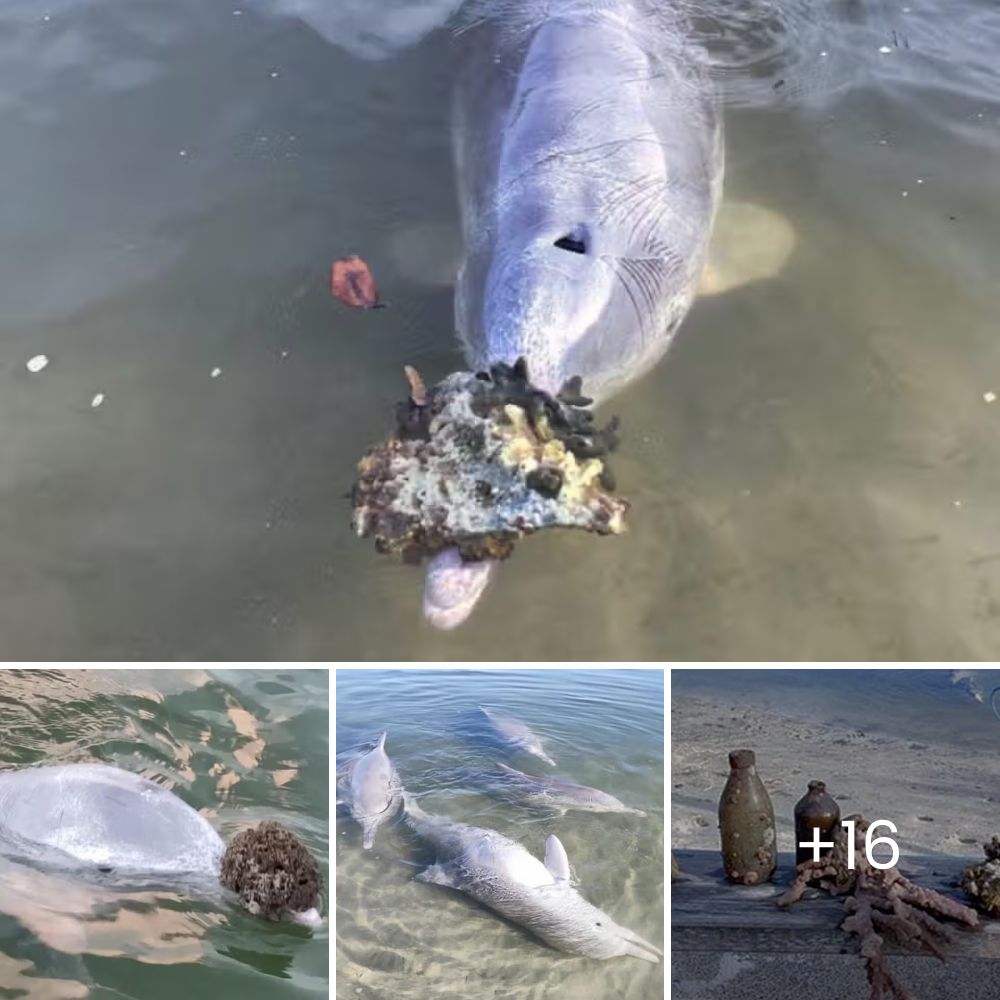 Milagro en el Mar: Perrito Rescatado a 135 Millas de la Costa, Aferrándose con Fuerza a una Última Esperanza