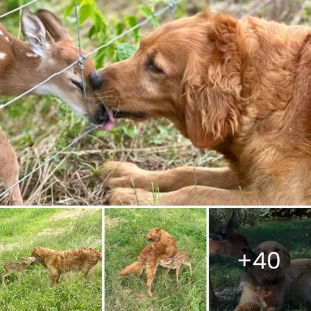 Against All Odds: Quick-Thinking Antelope Escapes Wild Dogs, Hungry Hippo, and a Furious Crocodile in South Africa’s Wild Chase