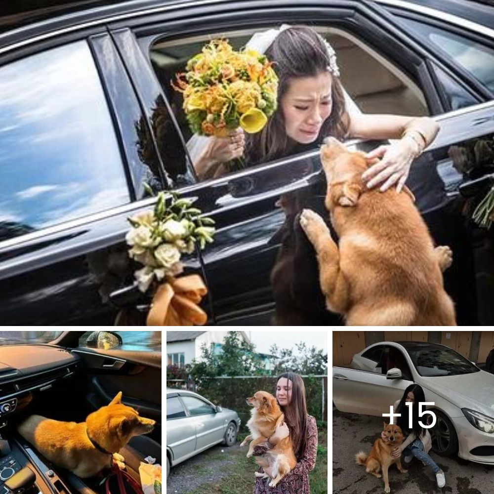 Cachorrito se acurruca en medio de la calle, y es rescatado justo a tiempo para salvarle la vida.