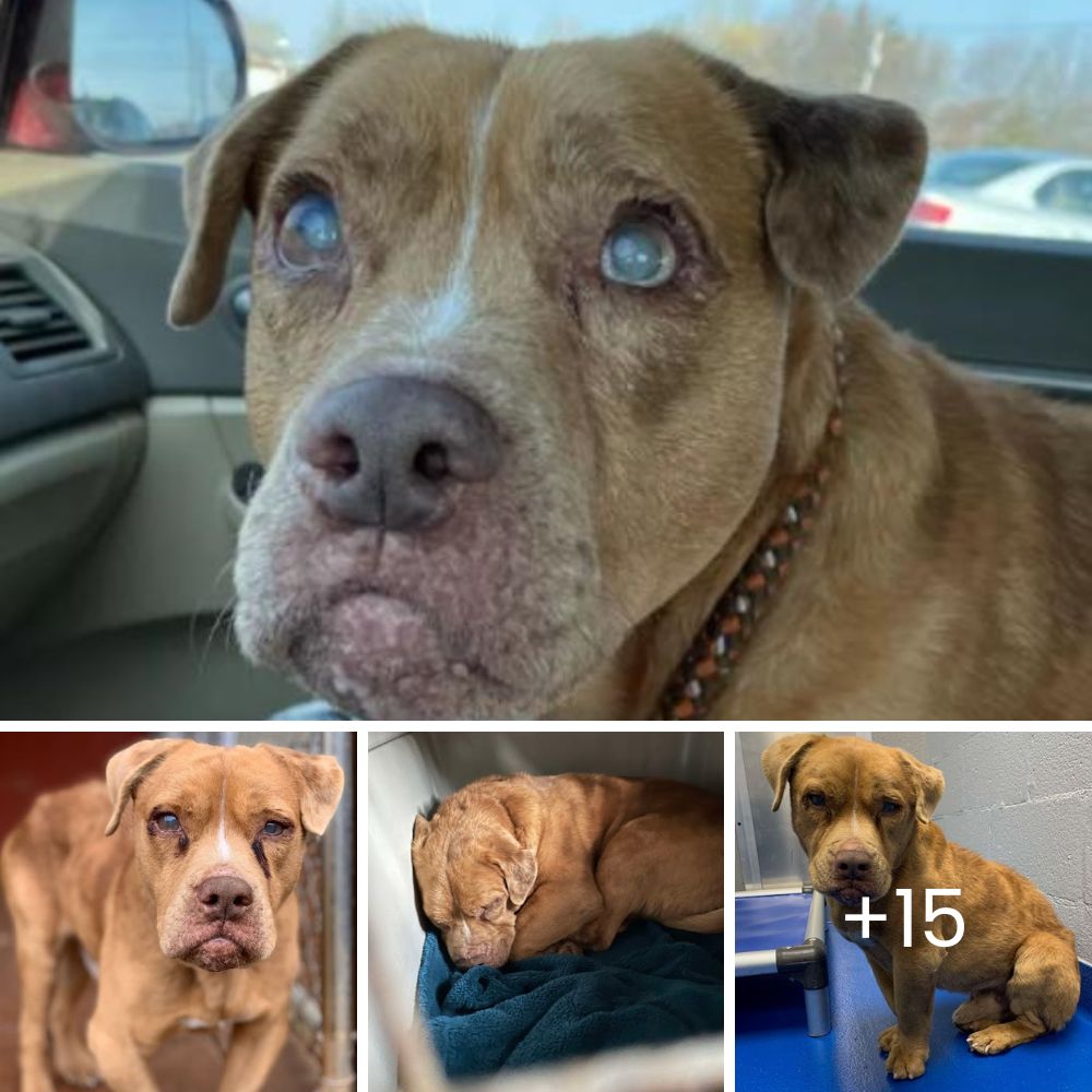 “Sola y con su camita” – Perrita Abandonada en un Estacionamiento Caliente Espera con Tristeza que Alguien la Rescate