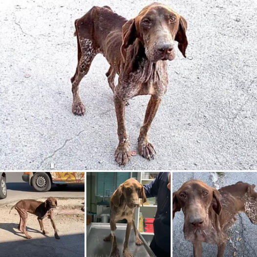 Oficiales detienen a un conductor para multarlo, pero terminan rescatando a dos perritos que luchaban por sobrevivir