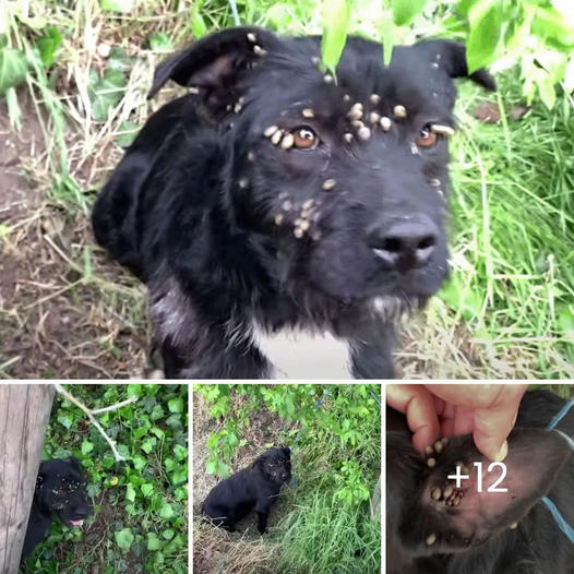 El poni más pequeño del mundo, rechazado por su mamá, encuentra consuelo y amor al ser adoptado por dos perritos