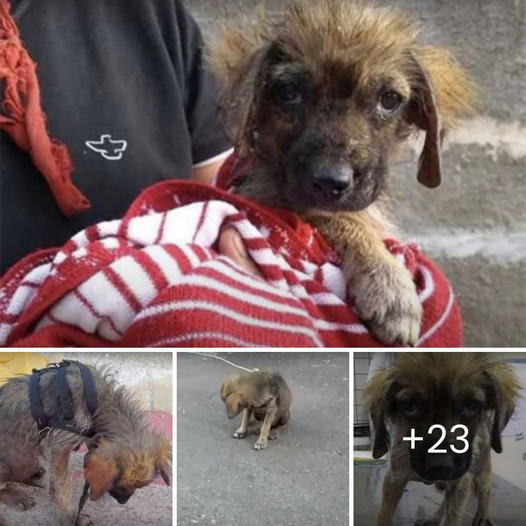 Este es su hogar ahora: un perrito encuentra refugio en un viejo sofá abandonado, esperando una segunda oportunidad