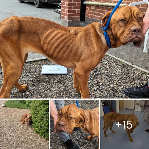 Un pobre perrito sobreviviente de peleas, herido y asustado, rogaba por ayuda, escondido detrás de un basurero