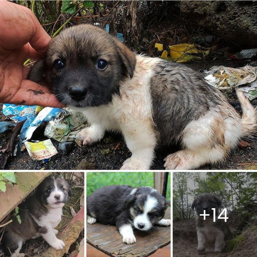 “I have a home now!” This little dog has never known love until being аdoрted, and his touching reaction brings teагѕ to everyone’s eyes .Qu