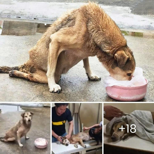 After two long years trapped with a tire around its neck, a deer is finally freed—sacrificing its antlers for a chance at a new life