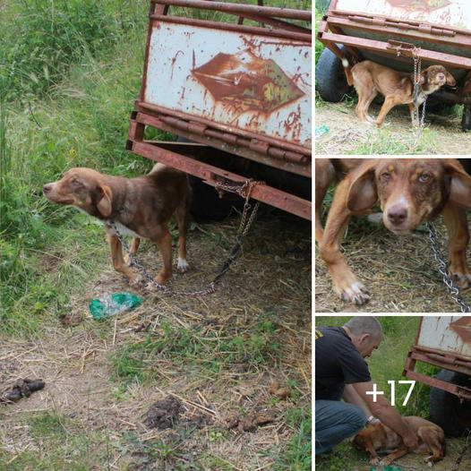 ‘I’m Scared, Mother’—Abandoned Baby Deer Cries for Help, and Kind Strangers Step In to Save Its Life