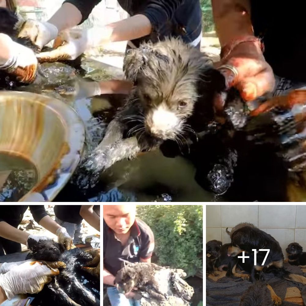 Rescued Pup Clings Tightly to the Woman Who Saved Her, Refusing to Let Go in a Heartfelt Embrace