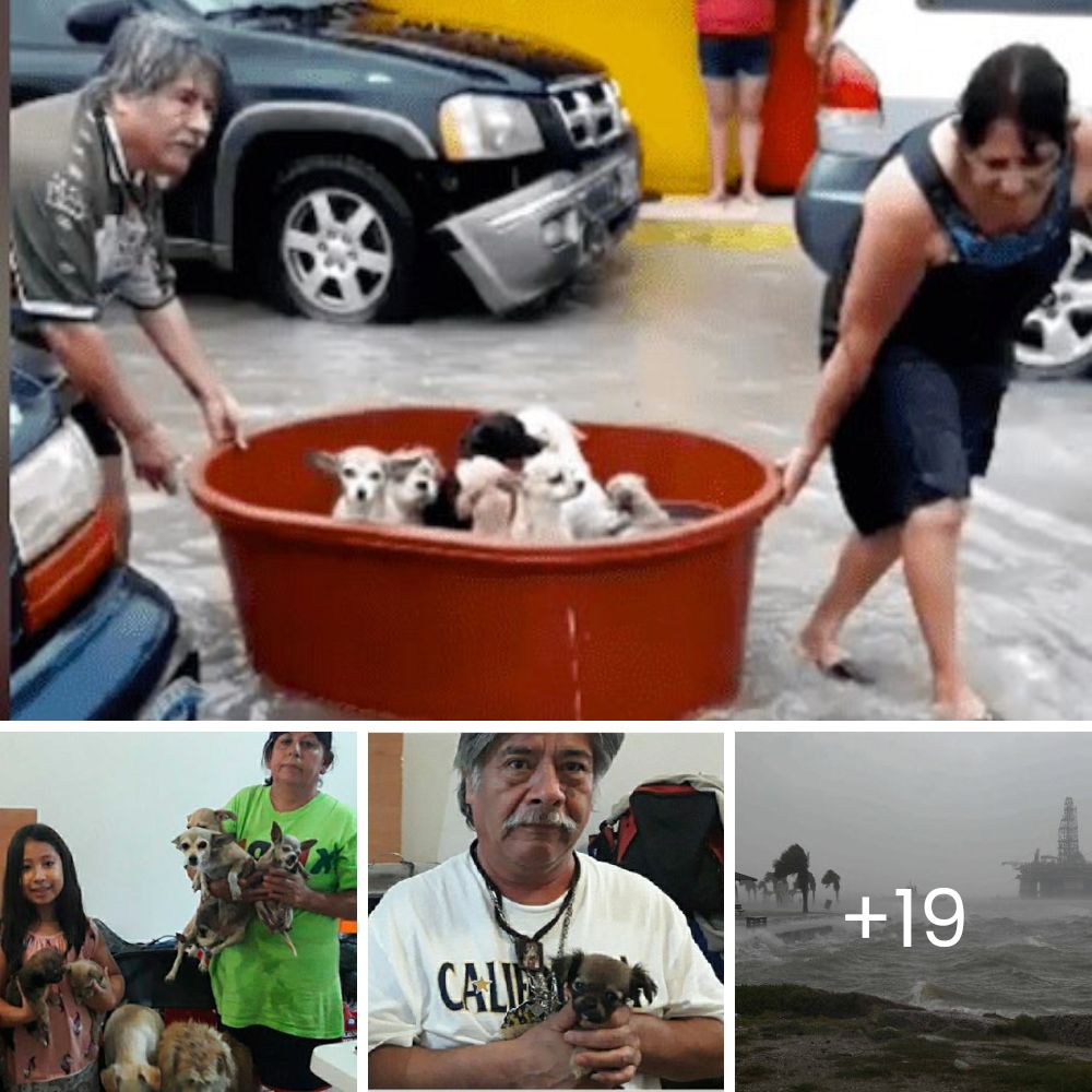 Un niño refugiado, con un corazón lleno de bondad, rescata a un cachorro callejero indefenso arrojado cruelmente desde un automóvil.