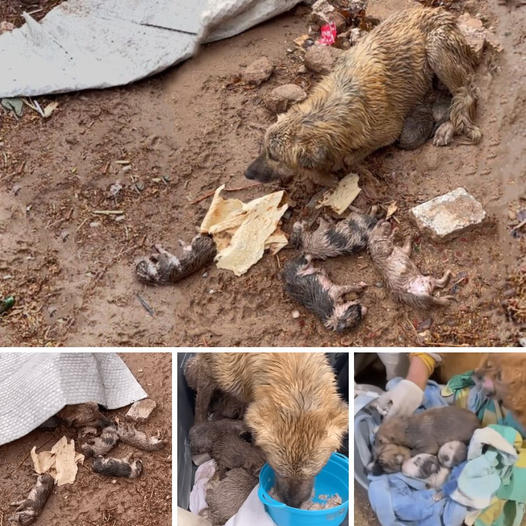 Con la mirada rota y sus huesos marcados, el perrito agonizaba día tras día, abandonado en una azotea.