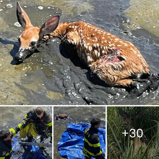 “Un Amigo para Siempre” – Cachorro Perdido en el Bosque Encuentra a su Rescatador y Forma un Vínculo Inquebrantable