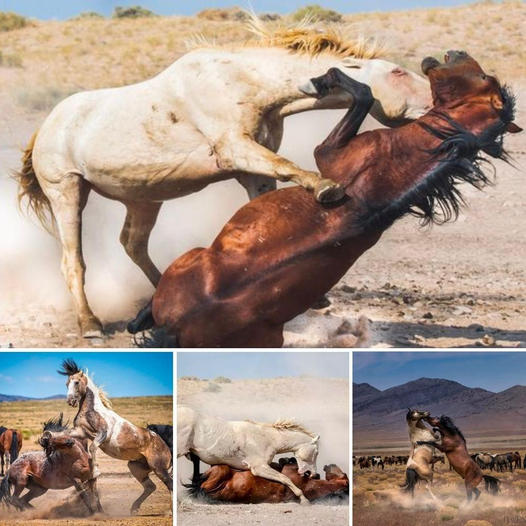Perrita anciana pasa 6 años esperando en un refugio, hasta que por fin encuentra el hogar lleno de amor que siempre soñó
