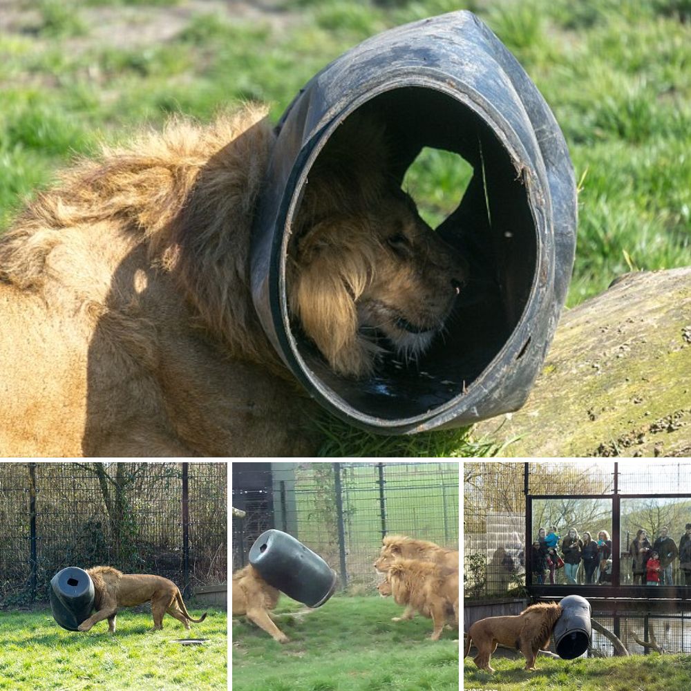 Your Crown Will Be Restored: One-Eyed Lion Rescued from Circus Cruelty Begins a Heart-Wrenching Journey to Healing