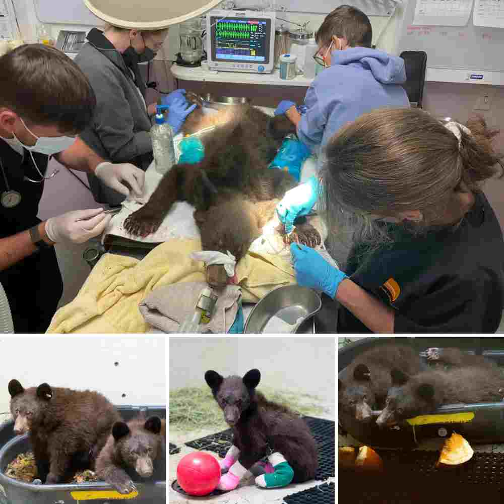 ‘It’s okay, we’re safe…’ The bear cubs hugged each other as they reunited after ɩoѕіпɡ their mother, moving forward together towards a hopeful future. L