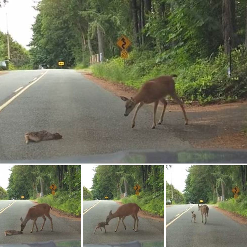 “Save me” – Brave Firefighters in New Rochelle Rescue Helpless Deer Trapped in Mud, Giving Her a Second Chance at Life