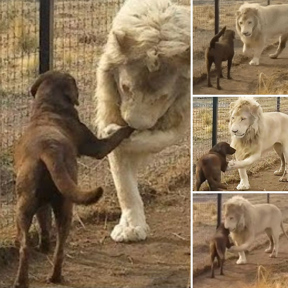 Aww! A Lion Asks His Dog Best Friend for Forgiveness, and His Adorable ɡeѕtᴜгe Melts Hearts, Racking Up 30 Million Views!L