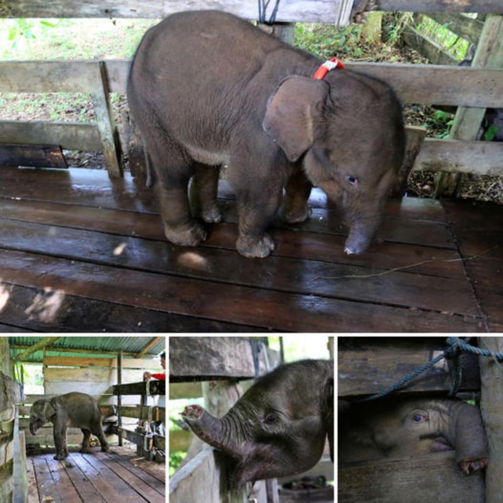 ‘Mother’s Here’ — Rare Pink Baby Elephant Bravely Crosses River, Guided Tenderly by Her Mom in a Heartwarming Survival Journey