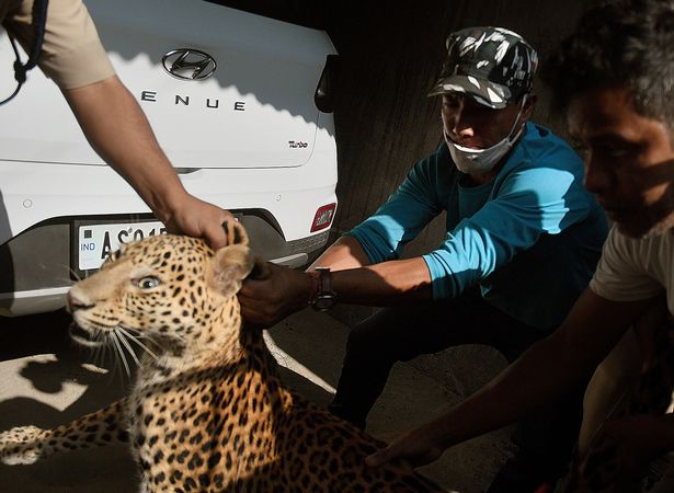 Fierce Power Unleashed: Cheetah Takes Down Prey in a Jaw-Dropping Body Slam