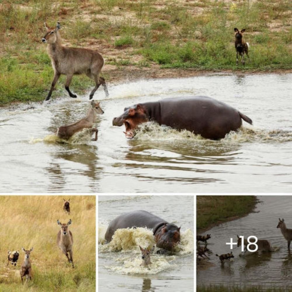 “Hold On, Little One, Mom’s Here”—Rare Pink Baby Elephant Nearly Drowns, Rescued by Her Mother’s Loving Embrace